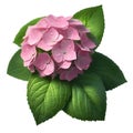 hydrangea and leaves and waterdrops on their leaves on a white background. AI-Generated Royalty Free Stock Photo