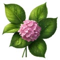 hydrangea and leaves and waterdrops on their leaves on a white background. AI-Generated Royalty Free Stock Photo