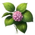 hydrangea and leaves and waterdrops on their leaves on a white background. AI-Generated