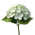 hydrangea and leaves and waterdrops on their leaves on a white background. AI-Generated