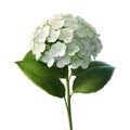 hydrangea and leaves and waterdrops on their leaves on a white background. AI-Generated Royalty Free Stock Photo