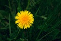 Close up of single illuminated yellow dandelion in the green grass on meadow on dark background - photo from above. Top view of