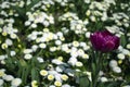 Close up of violet tulip flower Royalty Free Stock Photo