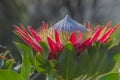 Close up of Single King protea bloom, Protea cynaroides Royalty Free Stock Photo