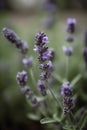 A close-up of a single lavender plant with purple flowers in the foreground and a slight blurred background AI generated