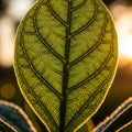 Blurred, warm glow from the sun, enhancing the leaf s vibrant Royalty Free Stock Photo