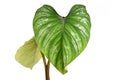 Close up of single leaf with silver pattern of rare tropical `Philodendron Mamei` houseplant on white background