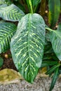 Leaf of tropical `Dieffenbachia Seguine` plant with yellow stripes covered in raindrops