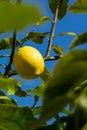 Single Garey`s Eureka lemon on a branch