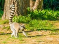 Close up of Single lemur monkey walking in the grass Royalty Free Stock Photo