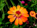 Close up, Single light orange color zinnia flower blossom blooming on tree blurred background for stock photo, house plants, Royalty Free Stock Photo