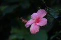 Single pink Hibiscus flower closeup bloom against dark green background of leaves Royalty Free Stock Photo