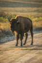 Single, lone bison or buffalo on the road at sunset