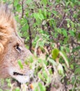 Close-up of male lion staring into bushes