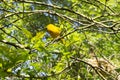 Taveta golden weaver bird ploceus castaneiceps