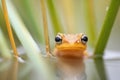 close-up of a single newt against pond reeds
