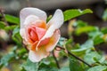 Close-up of Single Orange Blooming Rose in a Garden Royalty Free Stock Photo