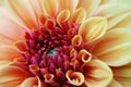 Close-up of a single orange, carroty dahlia bloom. The national flower of Mexico