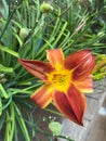 Close up of single, orange colored, blooming daylily flower . High quality photo. Royalty Free Stock Photo