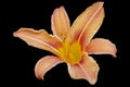 Close up of a single orange day lily, Hemerocallis fulva, in full bloom Royalty Free Stock Photo