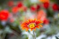 Close-up of a single orange sunflower Royalty Free Stock Photo