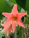 Close up, Single orange water droplets hippeastrum johnsonii flower blossom blooming blurred background for stock photo or design Royalty Free Stock Photo