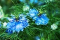 Close up of single blue flower of love-in-a-mist or ragged lady or devil in summer garden. Nigella damascena Royalty Free Stock Photo