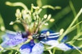 Flowers of Love-in-a-mist. Gently blue flowers of ragged lady. N Royalty Free Stock Photo