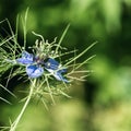 Flowers of Love-in-a-mist. Gently blue flowers of ragged lady. N Royalty Free Stock Photo