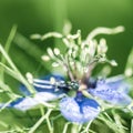 Flowers of Love-in-a-mist. Gently blue flowers of ragged lady. N Royalty Free Stock Photo