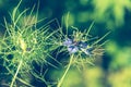 Flowers of Love-in-a-mist. Gently blue flowers of ragged lady. Nigella damascena Royalty Free Stock Photo