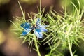 Flowers of Love-in-a-mist. Gently blue flowers of ragged lady. Nigella damascena Royalty Free Stock Photo