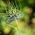 Flowers of Love-in-a-mist. Gently blue flowers of ragged lady. Nigella damascena Royalty Free Stock Photo