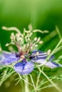 Flowers of Love-in-a-mist. Gently blue flowers of ragged lady. Nigella damascena Royalty Free Stock Photo