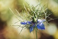 Flowers of Love-in-a-mist. Gently blue flowers of ragged lady. Nigella damascena Royalty Free Stock Photo