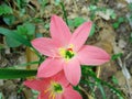 Close up, Single pastel red crocus flower blossom blooming green leaf on tree soft blur background for stock photo, house plants, Royalty Free Stock Photo