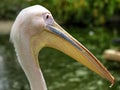 Close Up of Single Pelican Head Royalty Free Stock Photo