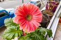 Bright pink Gerber daisy in full bloom Royalty Free Stock Photo