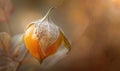 Close-up of a single physalis fruit with a broken husk Royalty Free Stock Photo