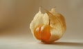 Close-up of a single physalis fruit with a broken husk Royalty Free Stock Photo