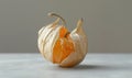 Close-up of a single physalis fruit with a broken husk Royalty Free Stock Photo