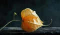 Close-up of a single physalis fruit with a broken husk Royalty Free Stock Photo