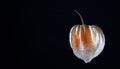 Close-up of a physalis fruit with papery husk. Royalty Free Stock Photo