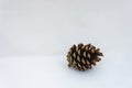 Close up of a single pinecone on a white background