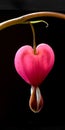 Bleeding heart flower close-up on black background Royalty Free Stock Photo