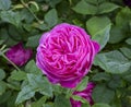 Close up single pink bloom of historical Bourbon shrub rose, Rosa `Louise Odier`