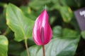 Close Up of a Single Pink Calla Lily Royalty Free Stock Photo