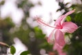 Single pink chaba flower or hibiscus rosa sinensis blossom in nature garden white bokeh background Royalty Free Stock Photo