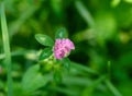 Close-up of a single pink clover flowering in meadow Royalty Free Stock Photo