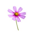 Single pink cosmos bipinnatus flower with yellow pollen and long green stem isolated on background , clipping path Royalty Free Stock Photo